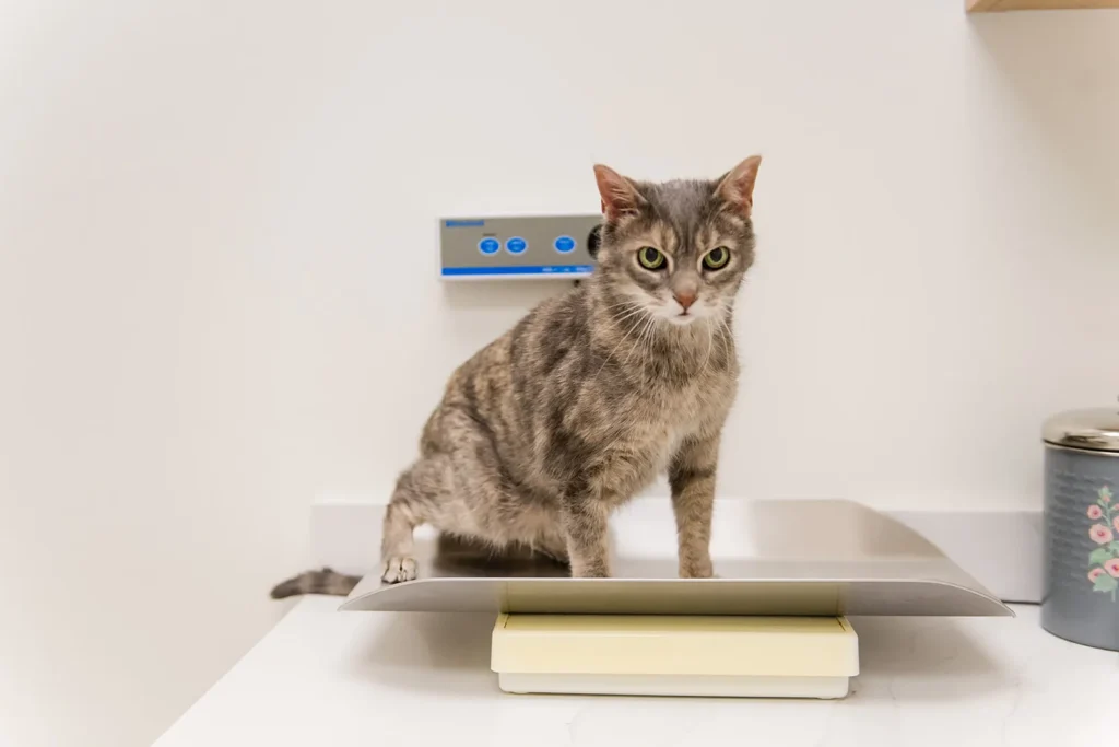 Cat being weighed during a wellness visit