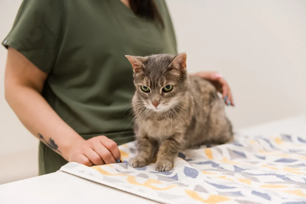 Veterinary technician with a cat on the exam table