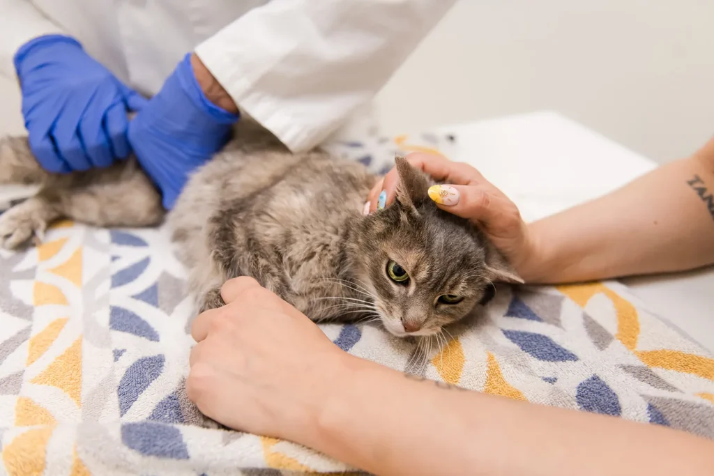 Veterinary technician examining a cat's ears