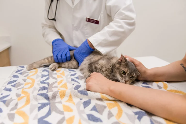 Veterinarian listening to a cat's heart with a stethoscope