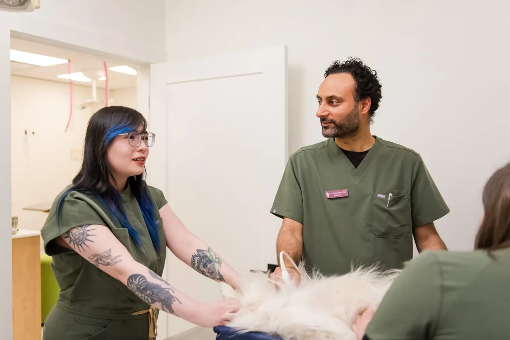 Veterinary staff caring for a dog in the exam room