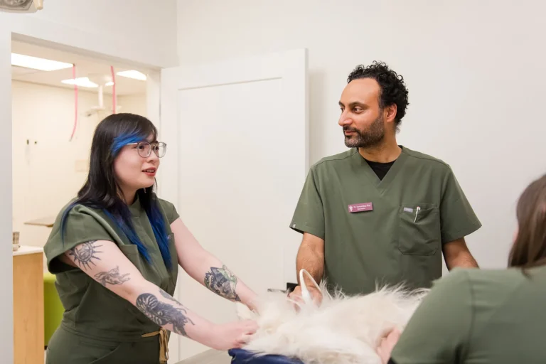 Veterinary staff caring for a dog in the exam room